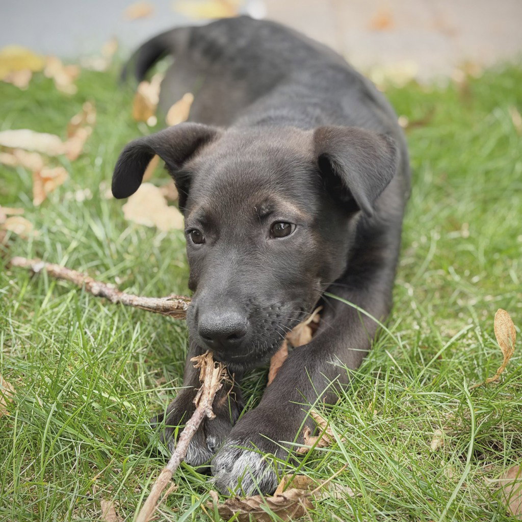 Bagel - Pending Adoption, photo 3