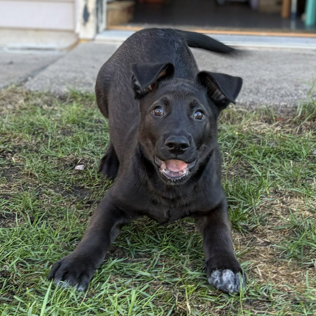 Bagel - Pending Adoption, photo 4