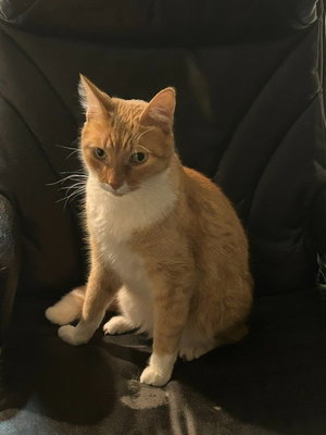 Augie / Malachai, photo 4
