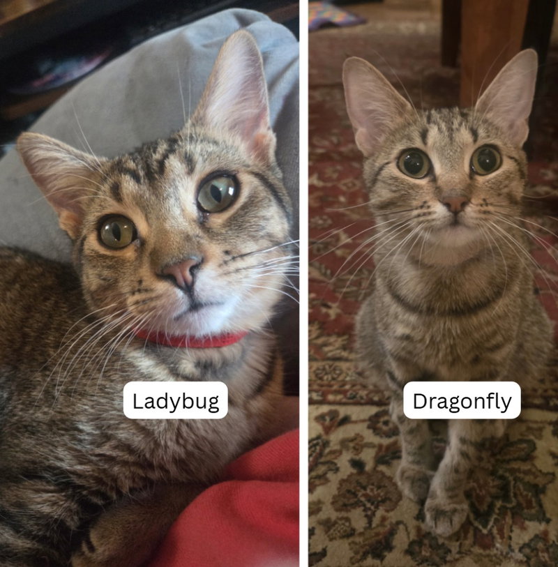 Ladybug / Dragonfly, a young female cat up for adoption
