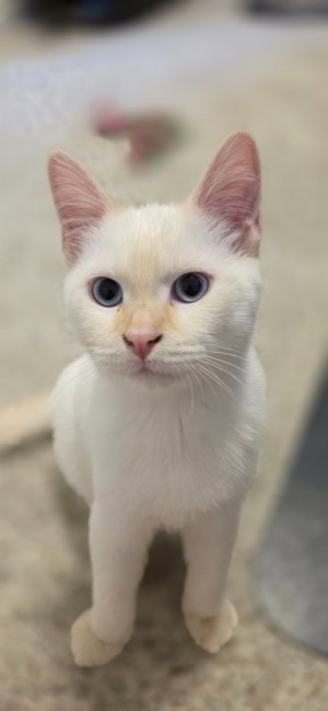 Adobo, a male kitten up for adoption