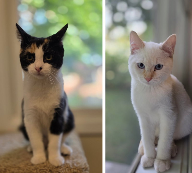 Habanero / Serrano, a male kitten up for adoption