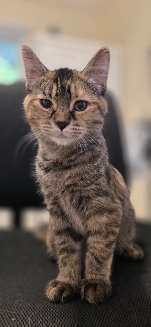 Shishito, a female kitten up for adoption