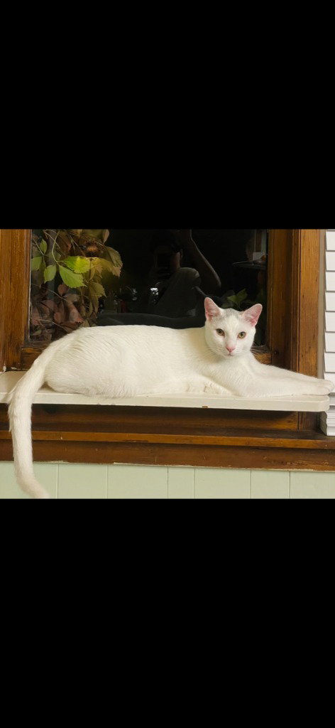 Mouse, photo 3