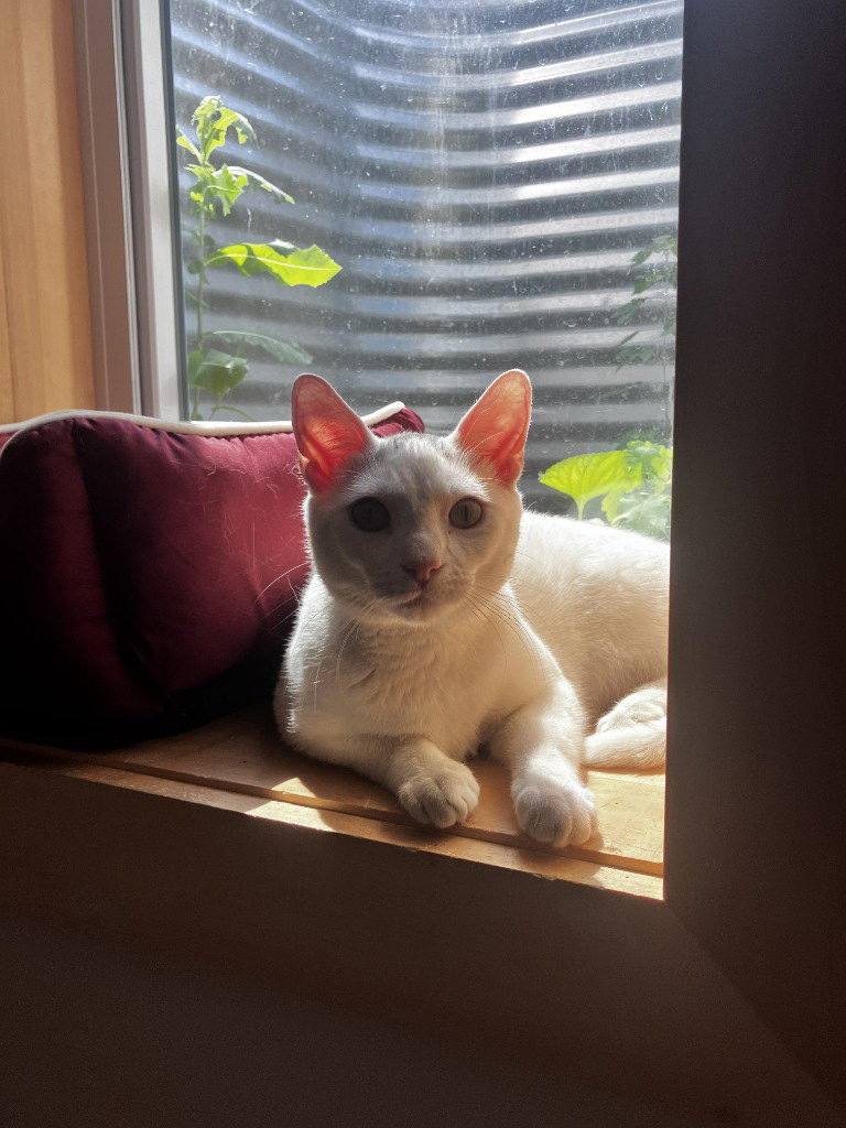 Mouse, photo 4