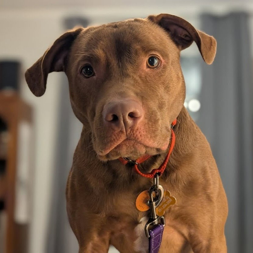 Rhea, photo 4