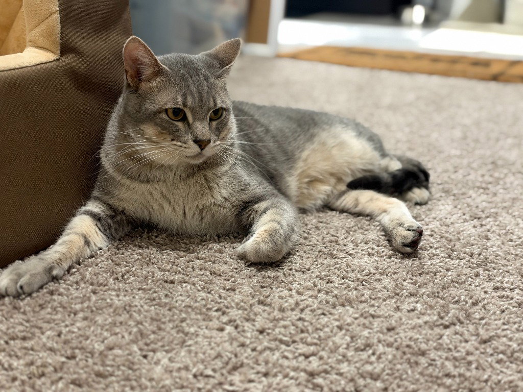 Pickles, photo 2