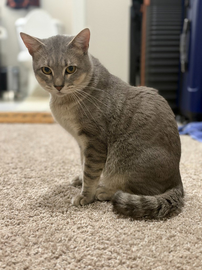 Pickles, photo 3