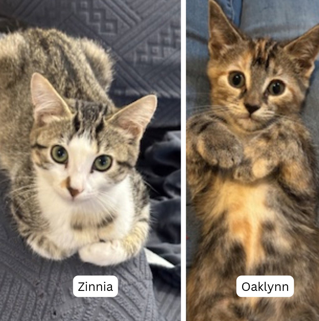 Zinnia / Oaklynn