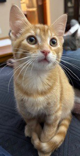 Smudge / Oliver, photo 2