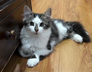 Smudge / Oliver, photo 3