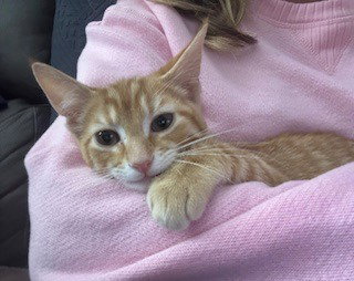 Smudge / Oliver, photo 4