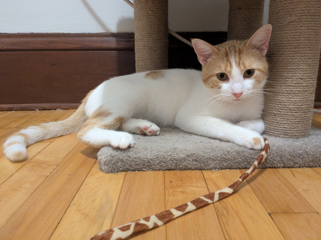 Creamsicle