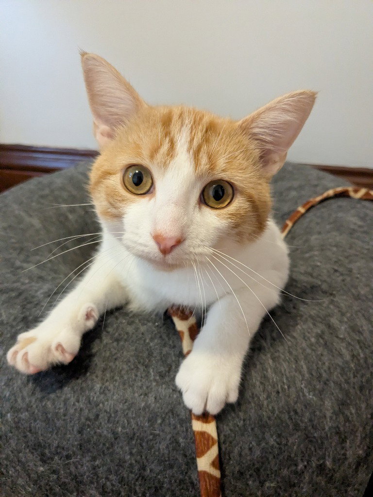 Creamsicle, photo 2