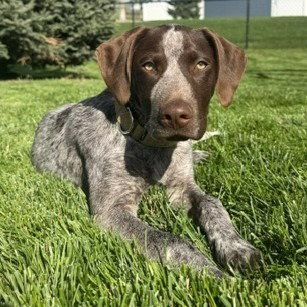 Milo - Pending Adoption
