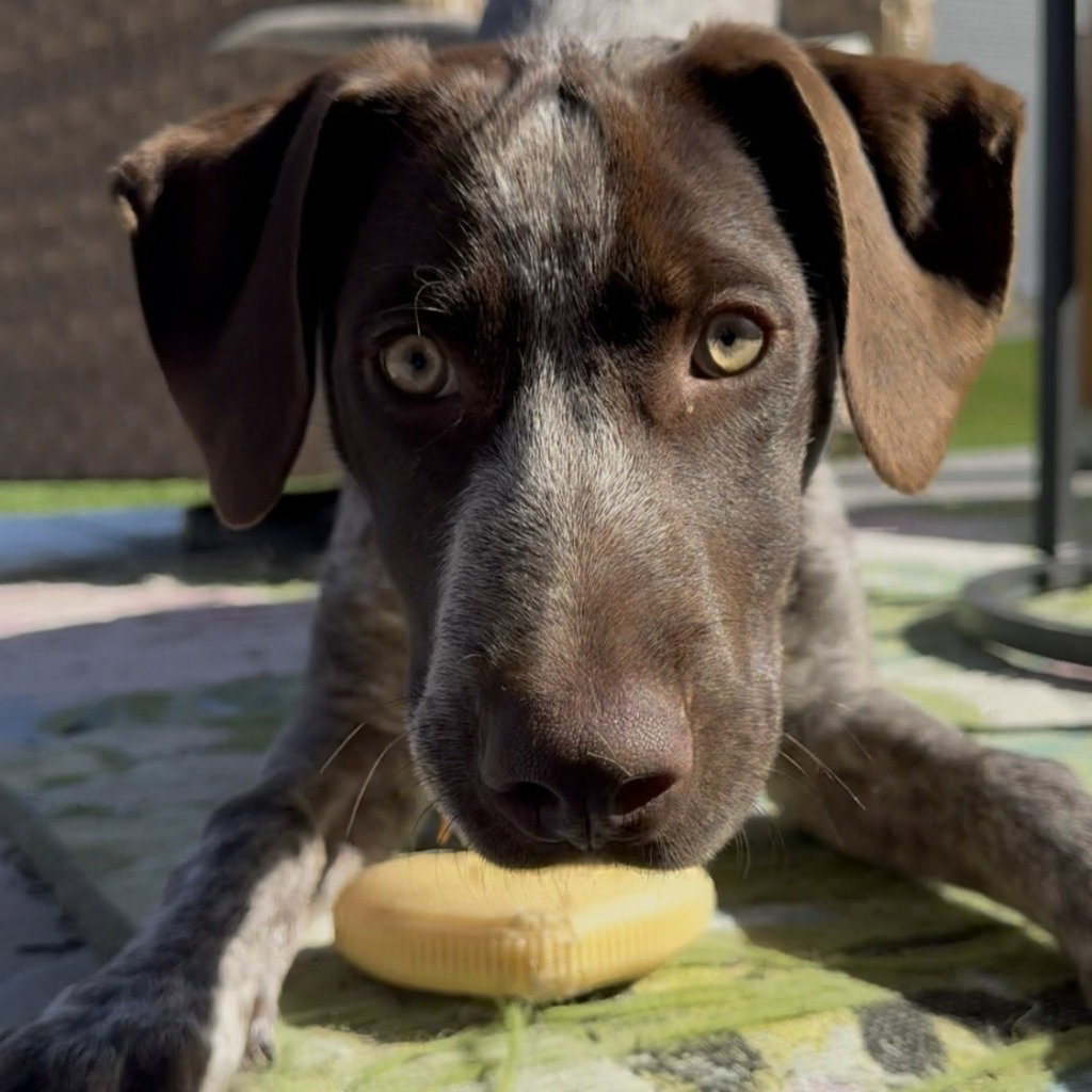 Milo - Pending Adoption, photo 2