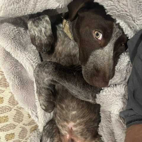 Milo - Pending Adoption, photo 3