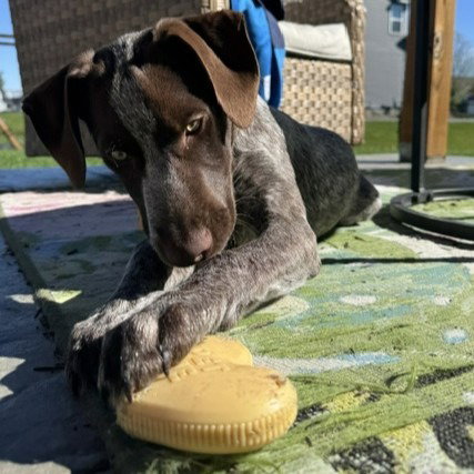Milo - Pending Adoption, photo 4