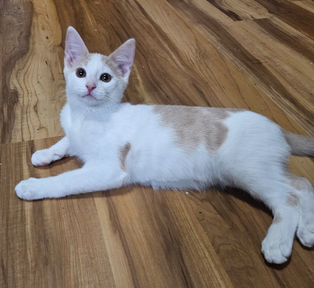 Nelson