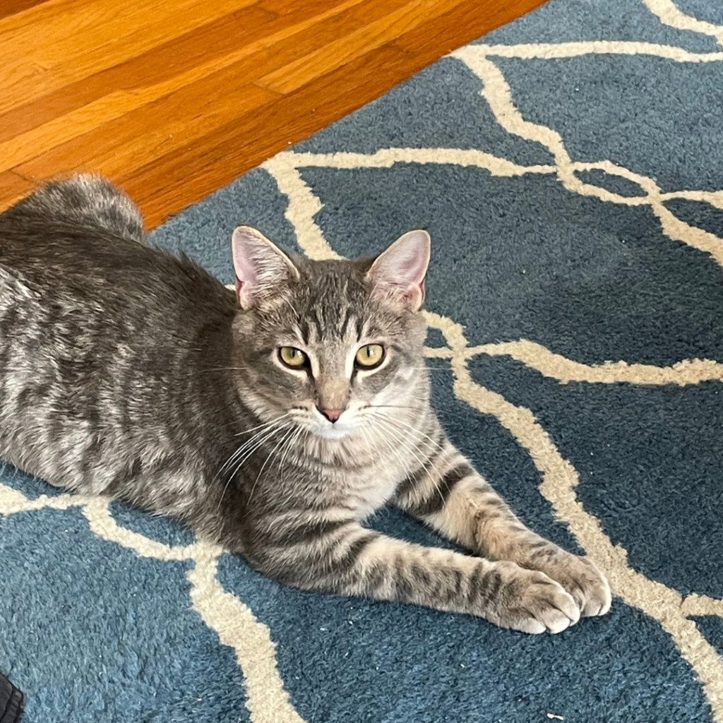 Domino