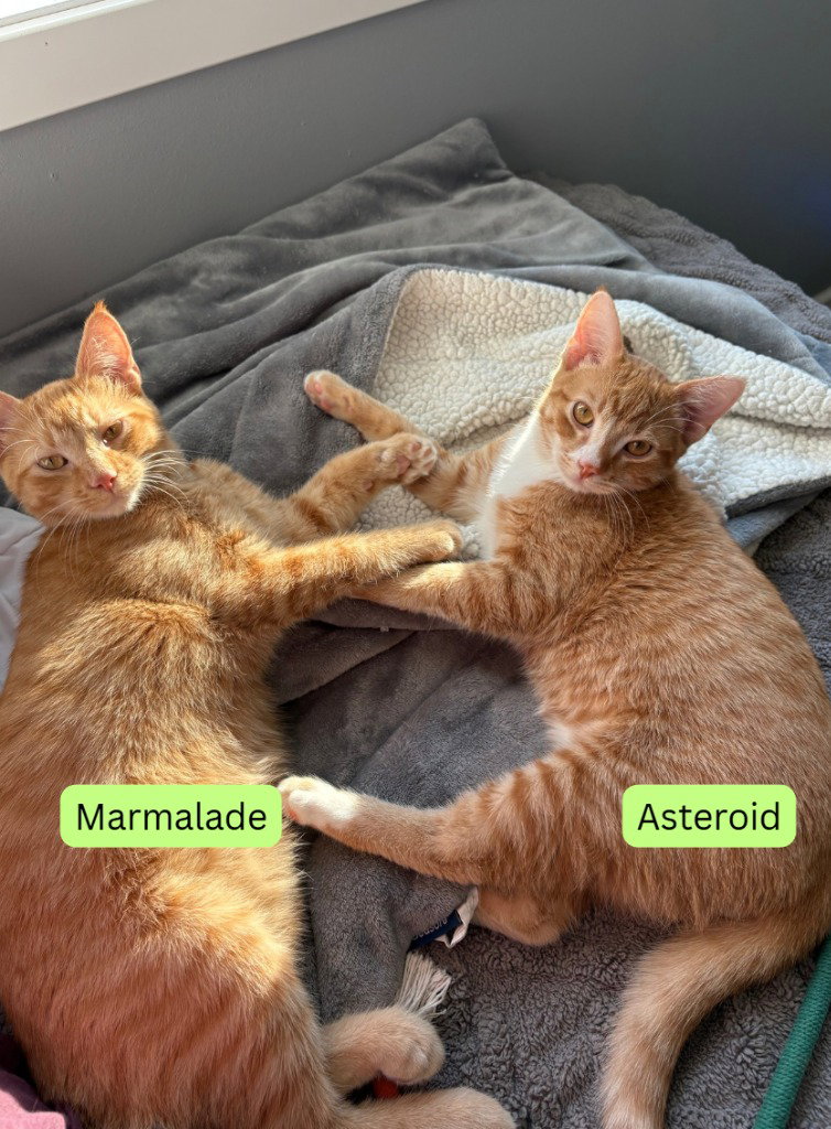 Marmalade / Asteroid