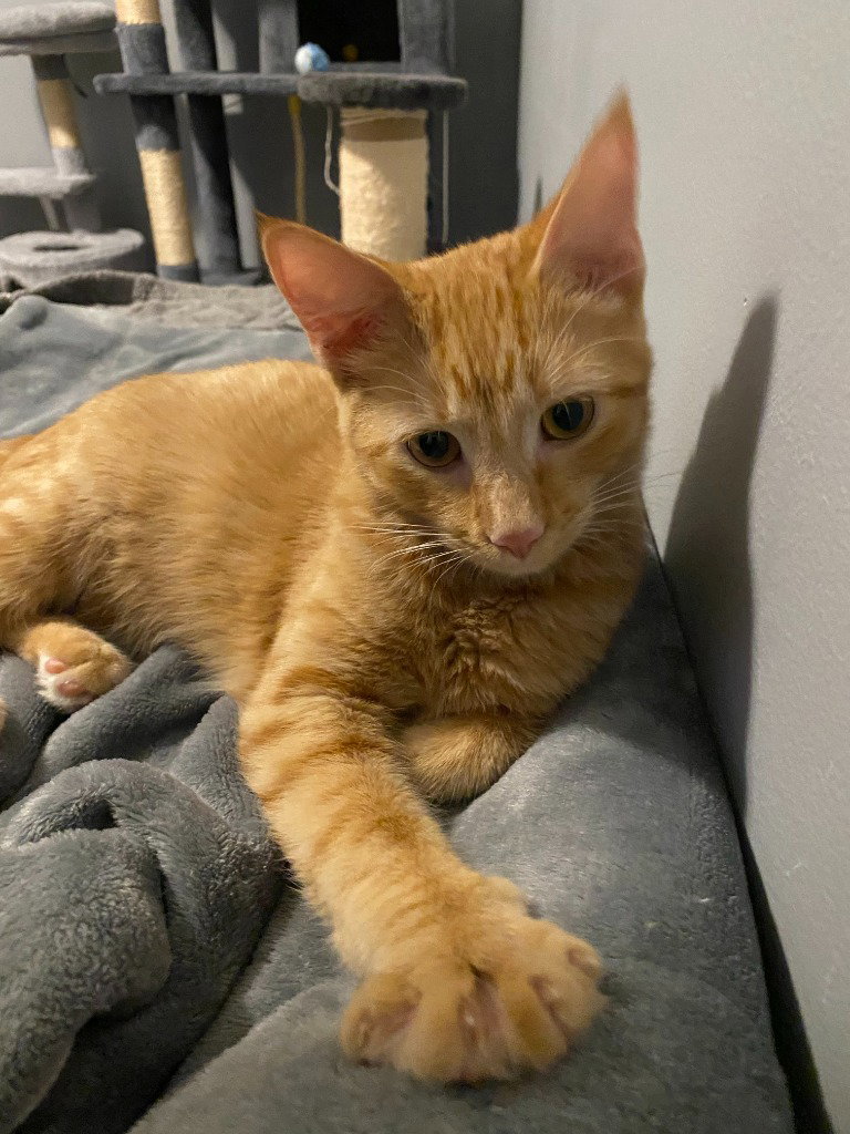 Marmalade / Asteroid, photo 3