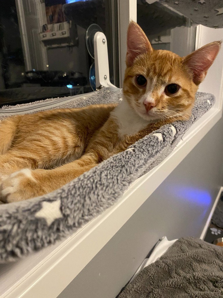 Marmalade / Asteroid, photo 4