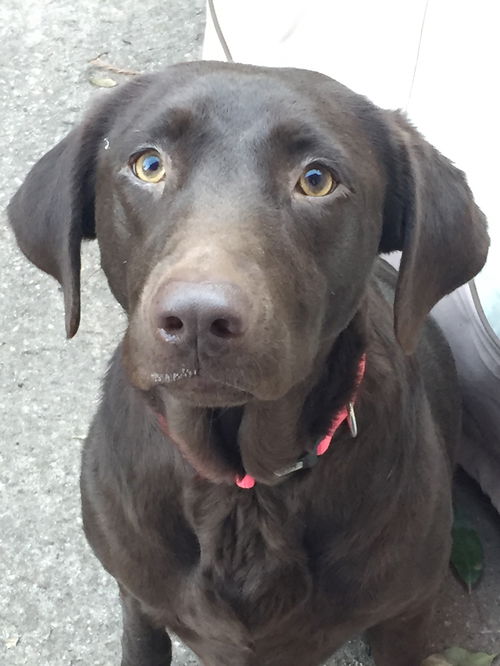 Chloe