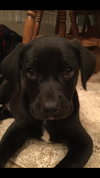 Ruger