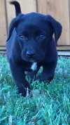 Ruger