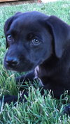 Ruger