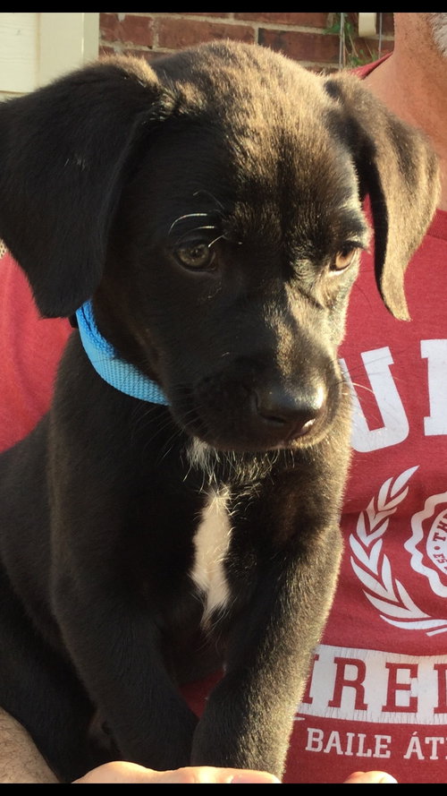 Ruger