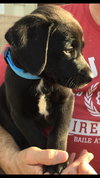 Ruger