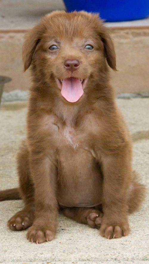 Chewy