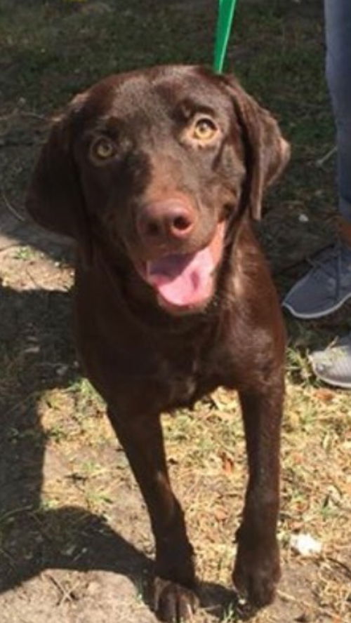 Cocoa
