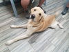 Murphy