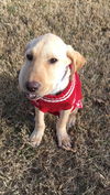 Jingles