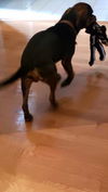 Jethro