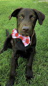 Charlie