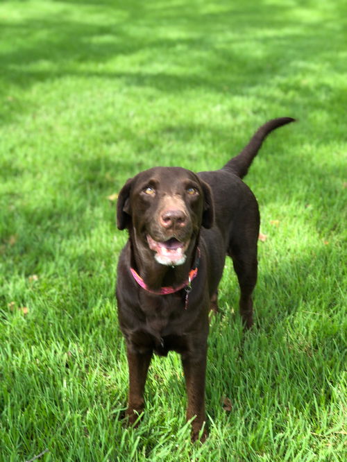 Cora
