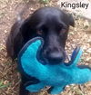 Kingsley