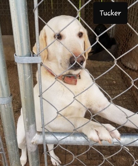 adoptable Dog in Corpus Christi, TX named Tucker