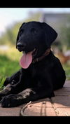 Hudson
