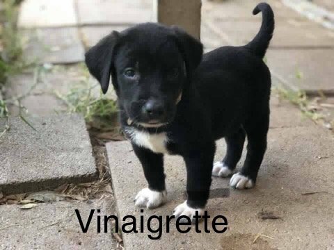 adoptable Dog in Fort Worth, TX named ^ Vinaigrette