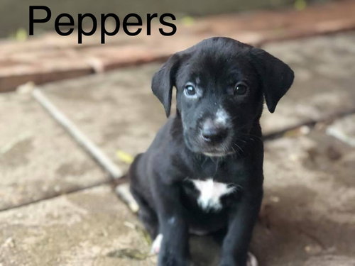 ^ Peppers