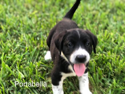 ^ Portabella