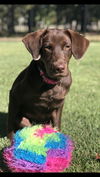 Juno