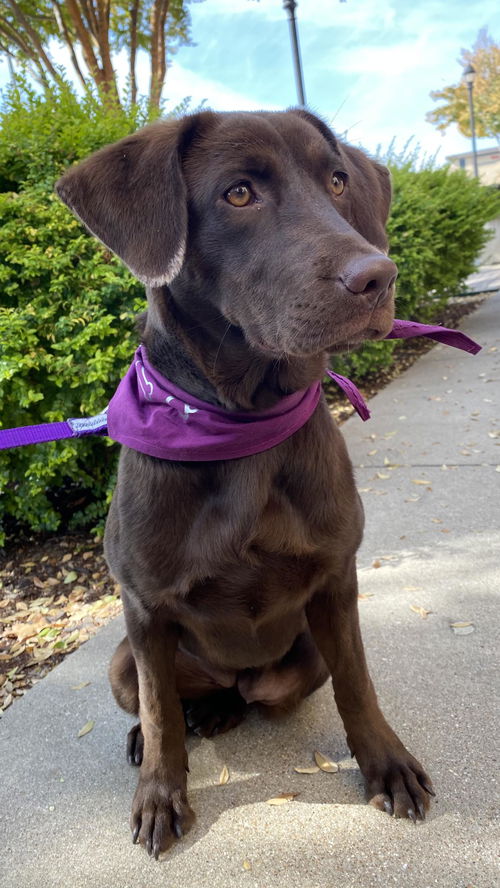 Juno