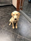 Tucker