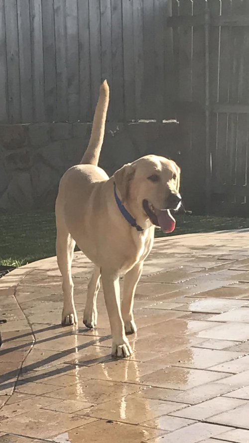 Ryker